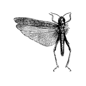 The Locust - noise rock band photo